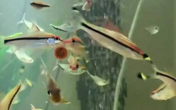 一眉道人是什么鱼?