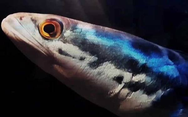 小盾鳢是什么鱼?