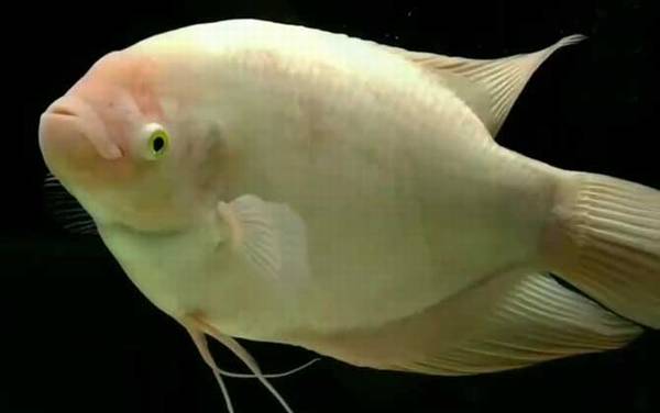 招财鱼是什么鱼?