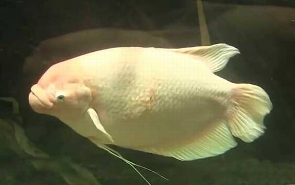 招财鱼是什么鱼?