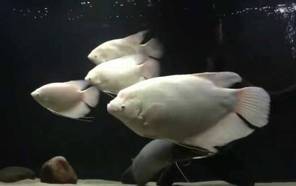 招财鱼是什么鱼?