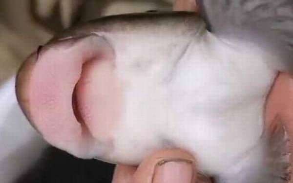 猪嘴鱼是什么鱼?