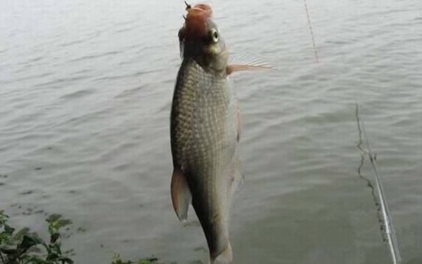 鳊花鱼是什么鱼?