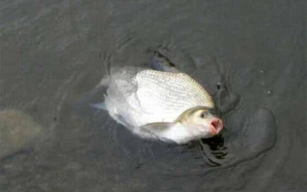 鳊鱼和草鱼哪个好吃?