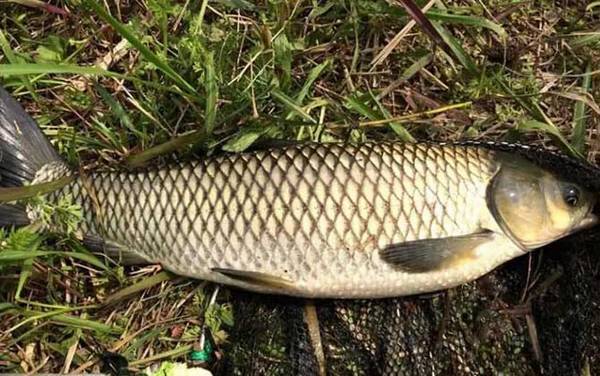 鳊鱼和草鱼哪个好吃?