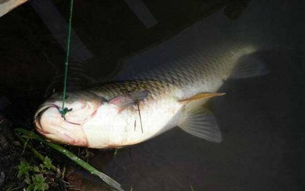 鳊鱼和草鱼哪个好吃?