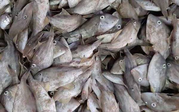 扒皮鱼是什么鱼?