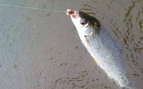 红眼鱼是什么鱼?