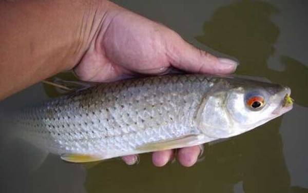 红眼鱼是什么鱼?