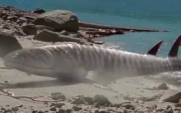 含肺鱼是什么鱼?