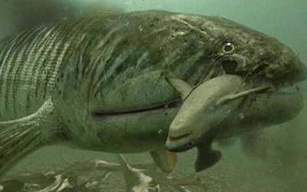 含肺鱼是什么鱼?