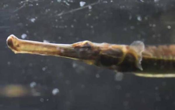 海龙鱼是什么鱼?