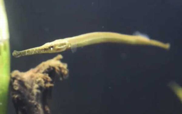 海龙鱼是什么鱼?