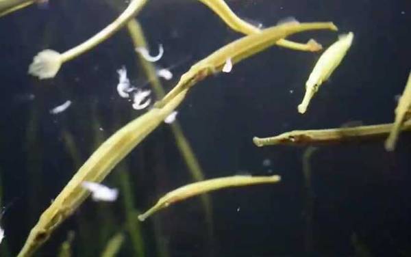 海龙鱼是什么鱼?