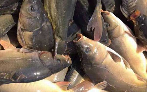 三道鳞是什么鱼?