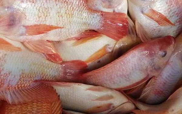 红鱼是什么鱼?