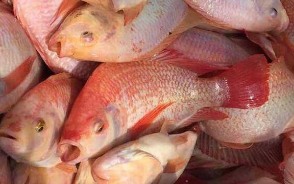 红鱼是什么鱼?
