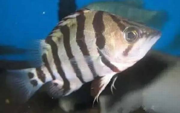 虎鱼是什么鱼?