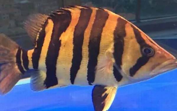 虎鱼是什么鱼?