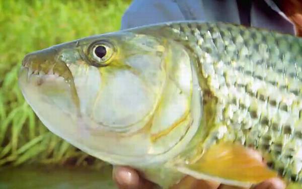 非洲虎鱼是什么鱼?