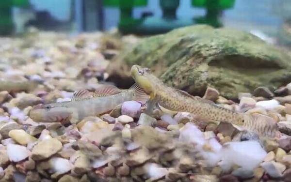 鰕虎鱼是什么鱼?