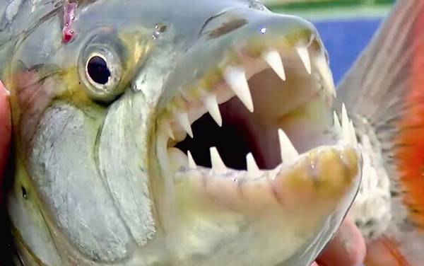 巨型水虎鱼是什么鱼?
