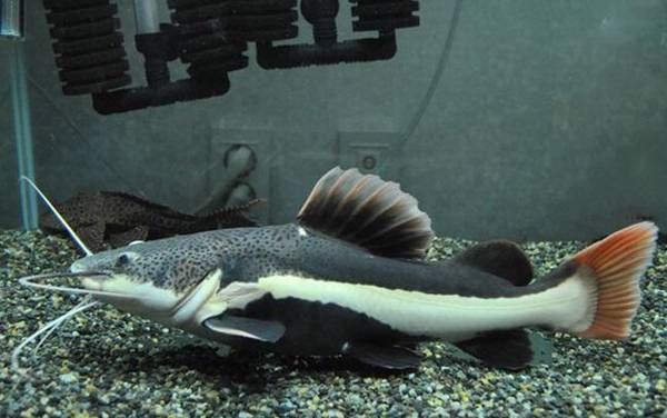 招财猫是什么鱼?