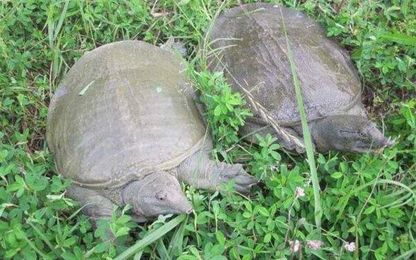 团鱼是什么动物?