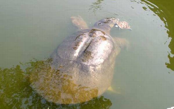 团鱼是什么动物?