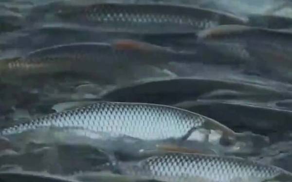 华子鱼是什么鱼?