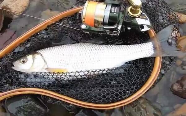 华子鱼是什么鱼?