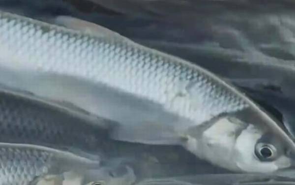 华子鱼是什么鱼?