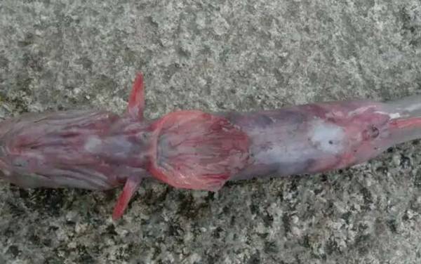 红狼牙鰕虎鱼是什么鱼?