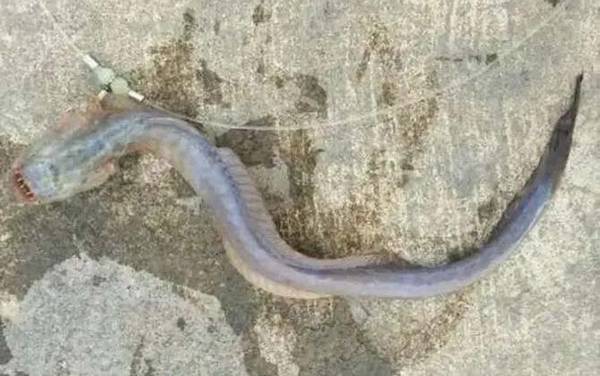 红狼牙鰕虎鱼是什么鱼?