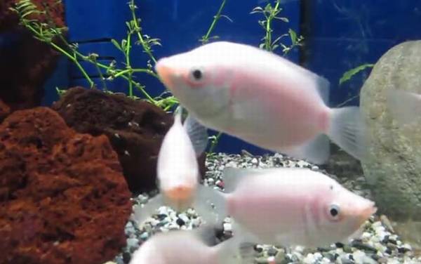 亲吻鱼是什么鱼?