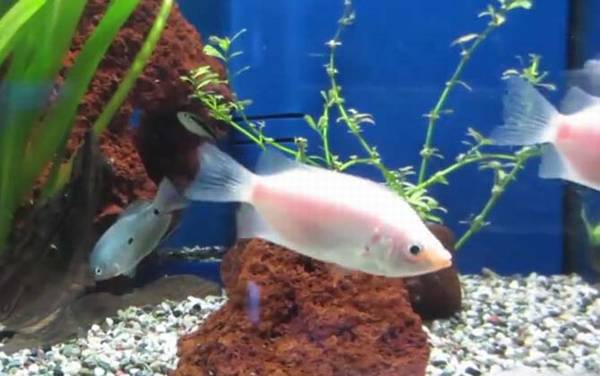 亲吻鱼是什么鱼?