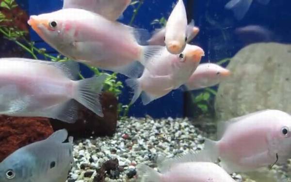 亲吻鱼是什么鱼?