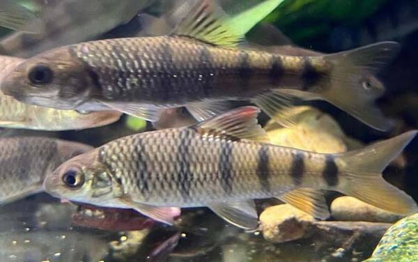 溪石斑是什么鱼?