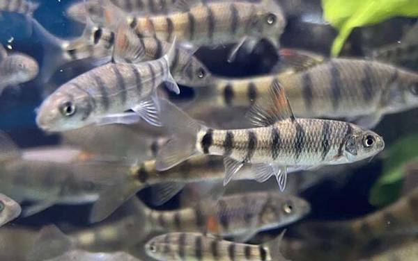 溪石斑是什么鱼?