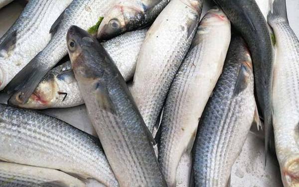 鰡鱼是什么鱼?