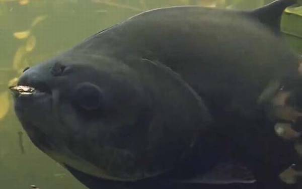 黑鳍巨脂鲤是什么鱼?