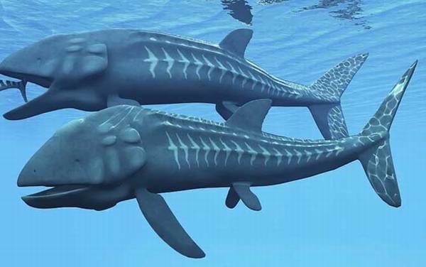 利兹鱼是什么鱼?