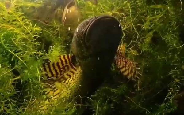 雷龙鱼是什么鱼?