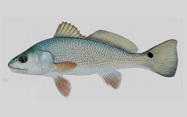 美国红鱼是什么鱼?