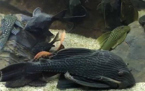 清洁工鱼是什么鱼?