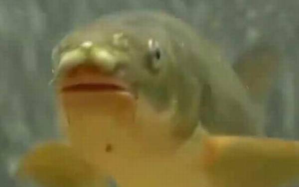 裂腹鱼是什么鱼?