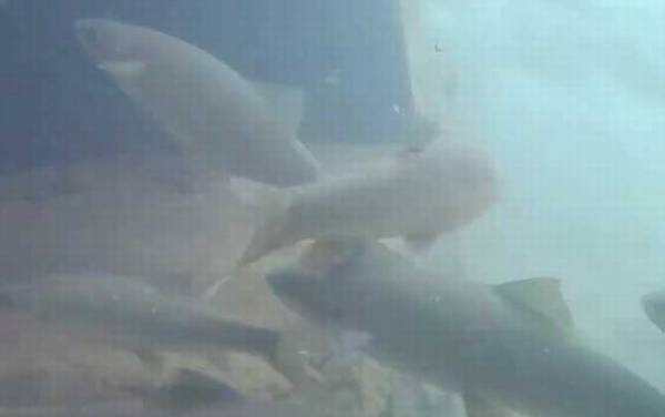 裂腹鱼是什么鱼?