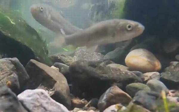 裂腹鱼是什么鱼?