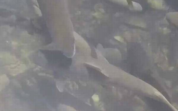 裂腹鱼是什么鱼?