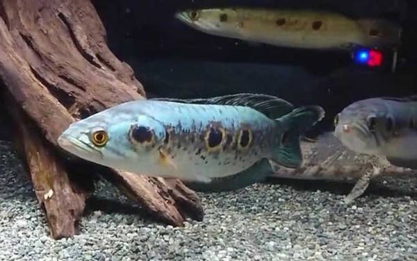 七彩海象是什么鱼?